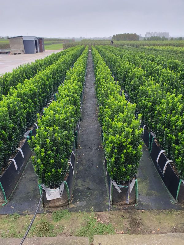 Euonymus Jean Hugues Instant Hedge in a Hedge Bag  100cm x  70 cm high x 35cm